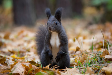 Posing black squirrel in autumn forest. Czech Republic.