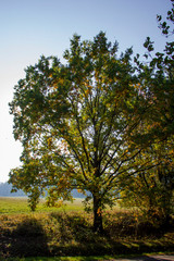 Sunlight in the tree. Autumn, Czech Republic.