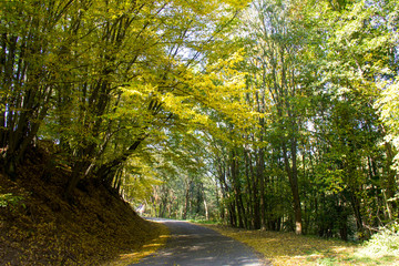 Road in autumn. Czech Republic.