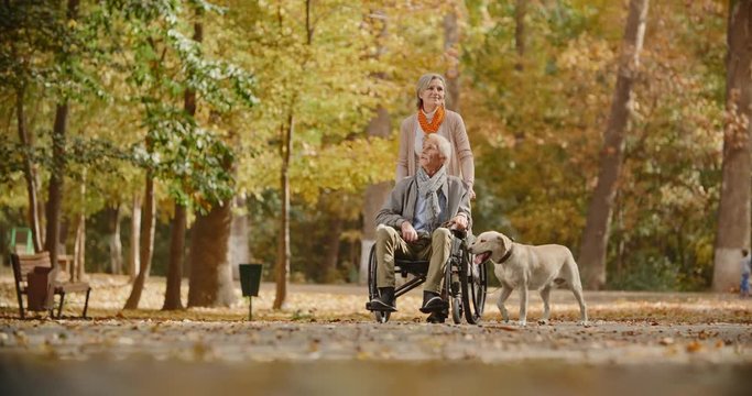 Senior caucasian woman going down the road in autumn park with her paralyzed husband in wheelchair, walking theit cheerful golden labrador - old people, retirement 4k