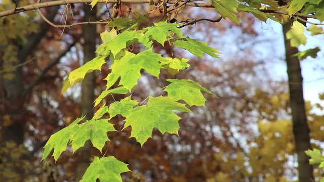 gr&uuml;ne Bl&auml;tter f&auml;rben sich gelb, Herbst Hintergrund Video Footage, full HD 1080p 25 fps