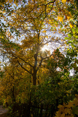 Obraz premium Sunlight in the tree. Autumn, Czech Republic.