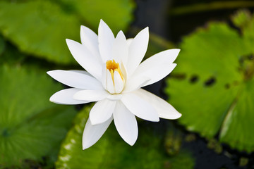 Closeup of bee in colorful beautiful of lotus and bee finding for the pollen in the lotus at morning.