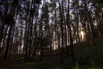 Sunlight in forest. Autumn, Czech Republic.