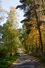 Road in autumn forest. Czech Republic.