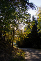 Sunlight in the tree. Autumn, Czech Republic.