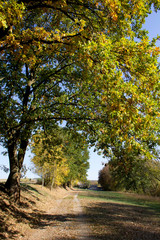 Path in autumn. Czech Republic.