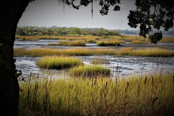 Peaceful Southern Charleston Swamp On A Summer Day
