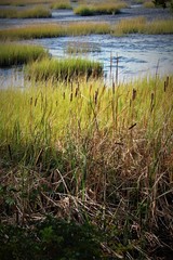 Peaceful Southern Charleston Swamp On A Summer Day