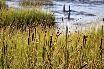 Peaceful Southern Charleston Swamp On A Summer Day