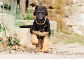 German Shepherd puppy for a walk