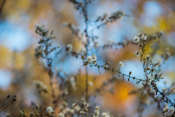 Tiny white dried flowers glow in late afternoon winter sun against a colorful blurred background.
