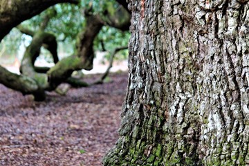 The Angel Oak in Charleston is estimated at 550 years old