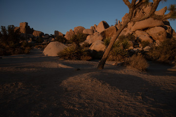 Joshua Tree National Park