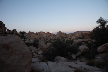 joshua tree national park