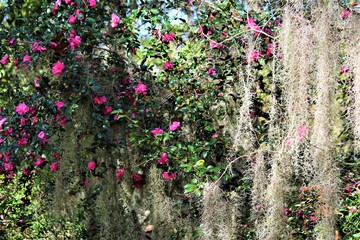 Pink Camellia Bush In South Carolina