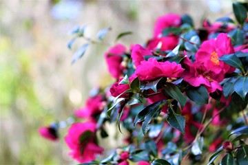 Pink Camellia Bush In South Carolina
