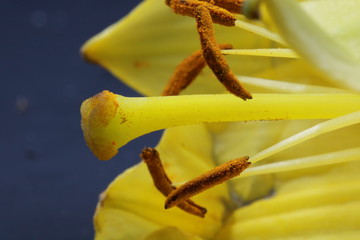 Stigma of a Yellow Flower