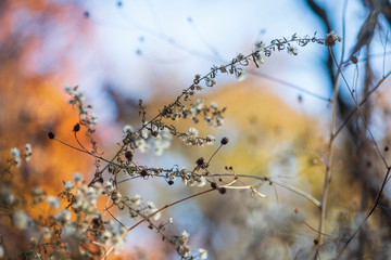 Tiny white dried flowers glow in late afternoon winter sun against a colorful blurred background.