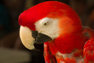 Red macaw