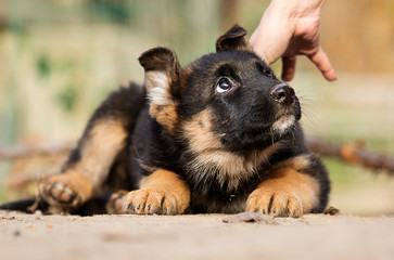 German Shepherd puppy for a walk