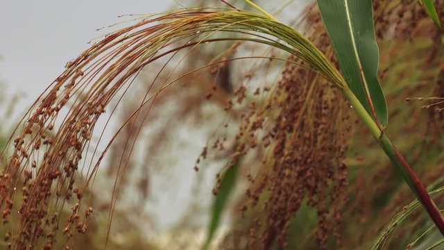 Cultivated proso millet in agricultural field