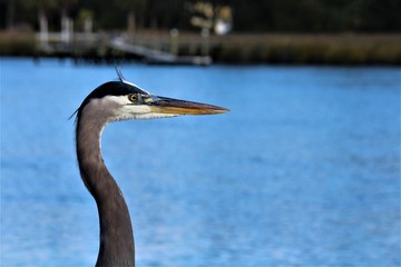 A Gray Heron Looks For Fish in South Carolina