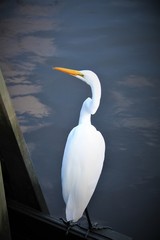 A White Egret in the Swamps of South Carolina