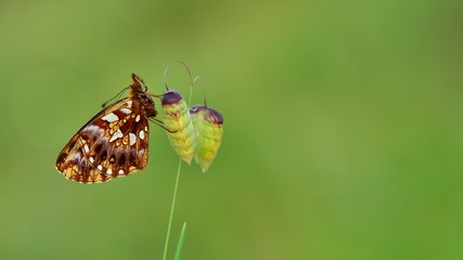 Boloria dia  532