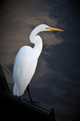 A White Egret in the Swamps of South Carolina