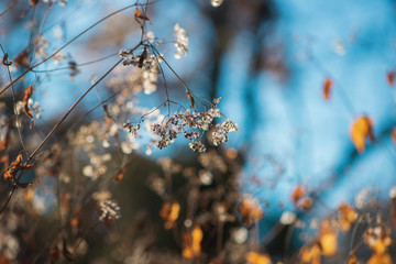 Tiny white dried flowers glow in late afternoon winter sun against a colorful blurred background.