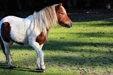 Spotted Shetland Pony in South Carolina