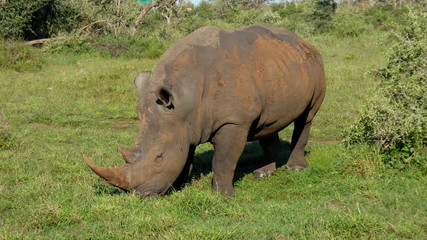 Fototapeta premium Nashorn