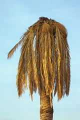 Diseases of palm trees. Canary Island date palm  that is infected by red palm weevil. Montenegro