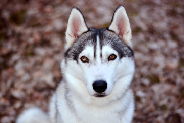 Husky Sibérien portrait 