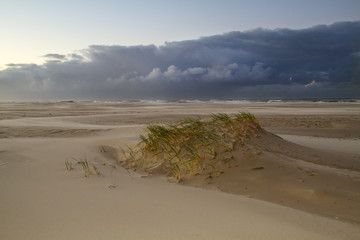 Embryo dune development: Sand couch grass on a very small dune on a stormy beach