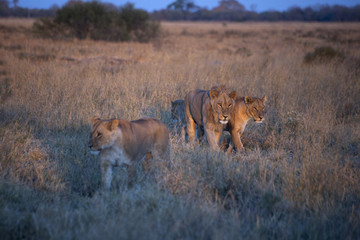 lions walking in the savannah