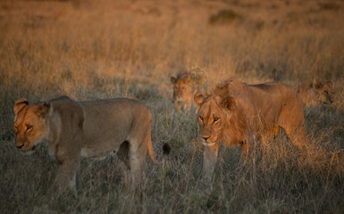 Fototapeta na wymiar lions walking in the savannah