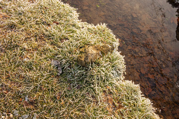 Forest stream in winter