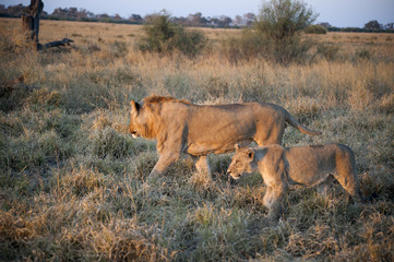 lions walking in the savannah