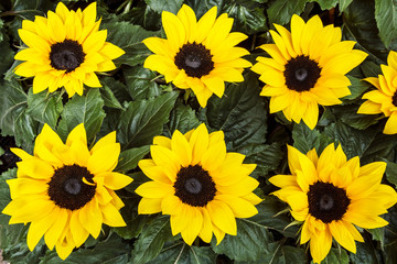 Fototapeta na wymiar Background of beautiful yellow decorative sunflowers