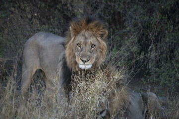 Obraz na płótnie Canvas old lion in the savannah