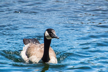 goose in water