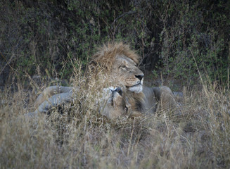 lions cuddlingin the savannah