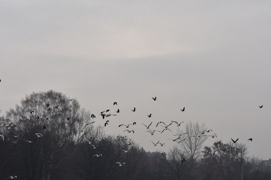 Ptaki nad jeziorem
