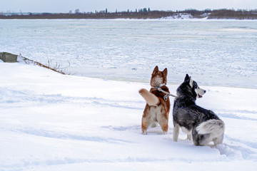 Two dogs husky in deep snow on the banks winter river. Siberian huskies dogs look at the ice floating on the big river. Winter landscape of the Northern area.