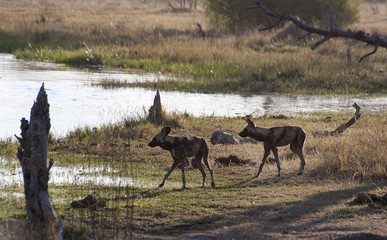 wild dogs in the savannah