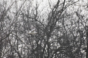 Lecący ptak w pochmurny dzień © KamFOT