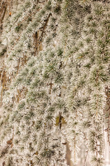 Softwoods under the snow