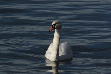 Obraz premium A curious mute swan